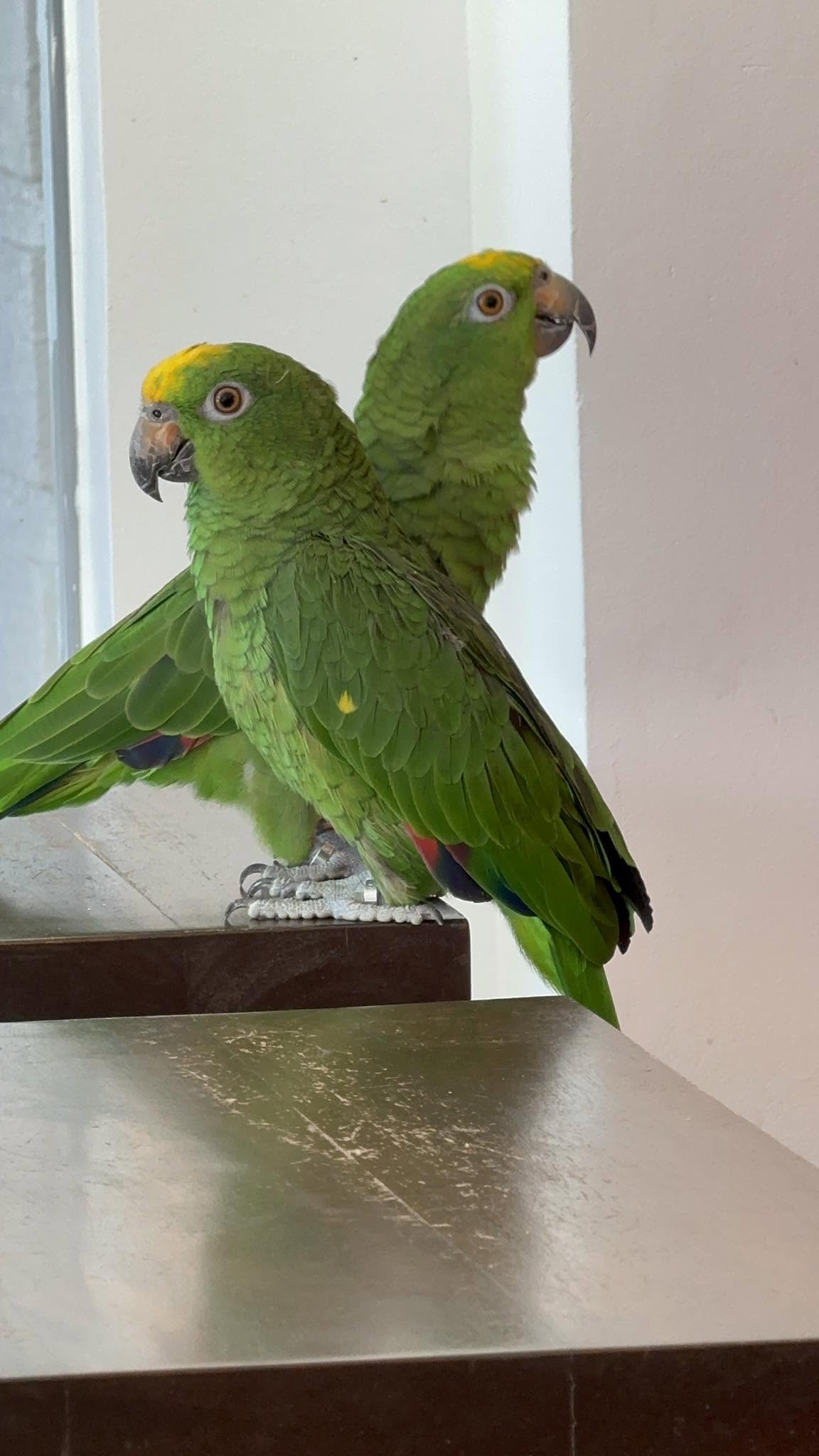 Green birds at Aviarista