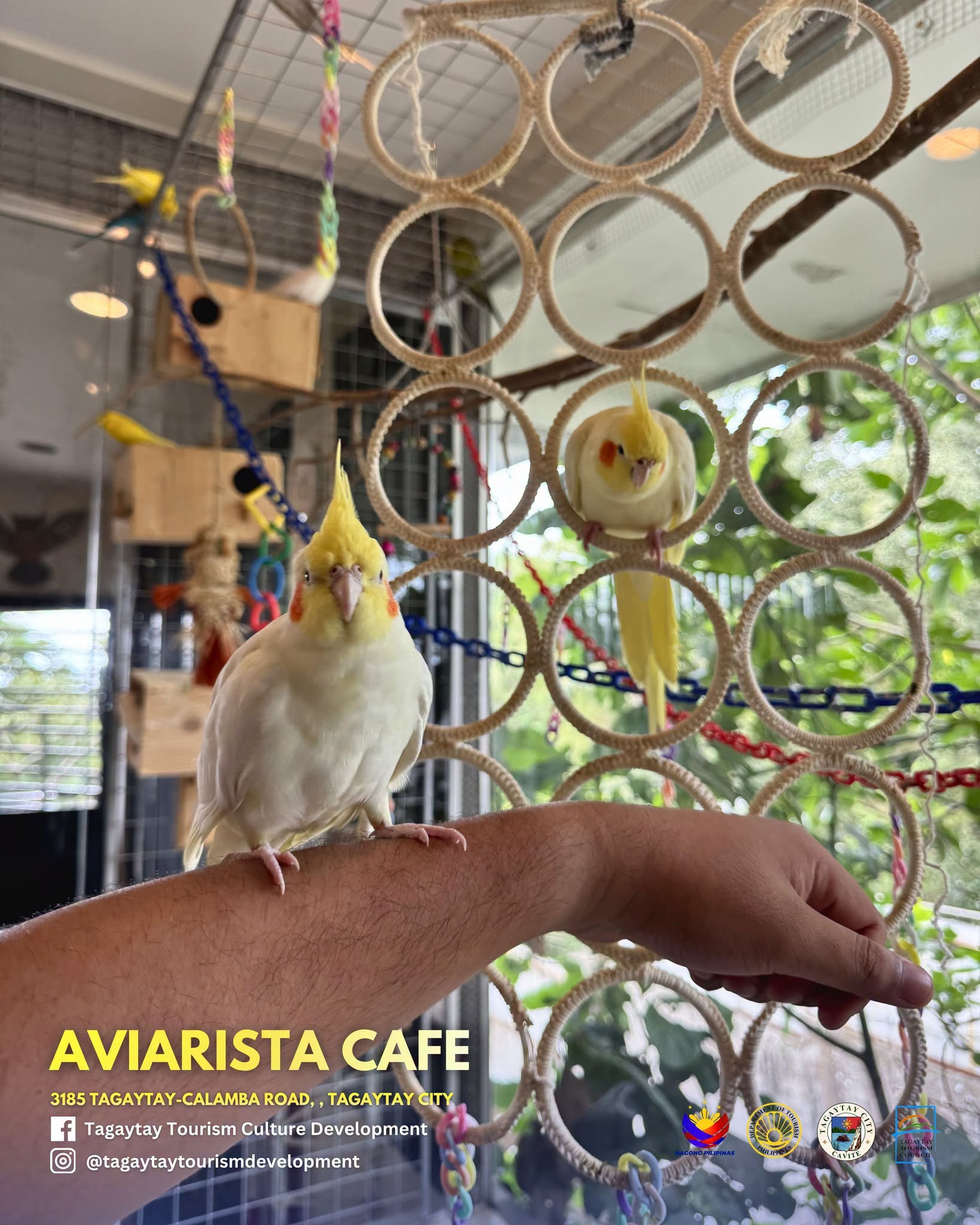 Aviarista interior counter